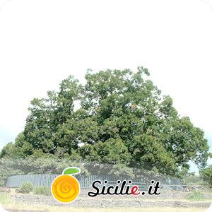 Sant'Alfio - Il Castagno dei Cento Cavalli