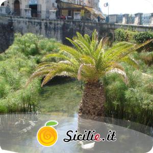 Siracusa - Fonte Aretusa