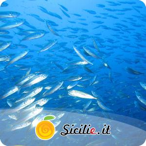 Ustica - Punta dell'Arpa