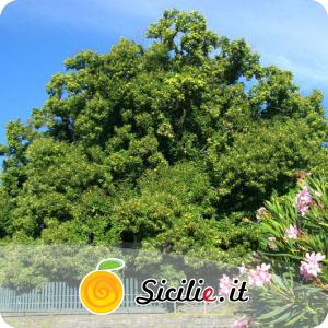 Sant'Alfio - Castagno dei Cento Cavalli.jpg