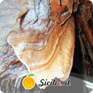 Solarino - Grotta del Ventaglio.jpg